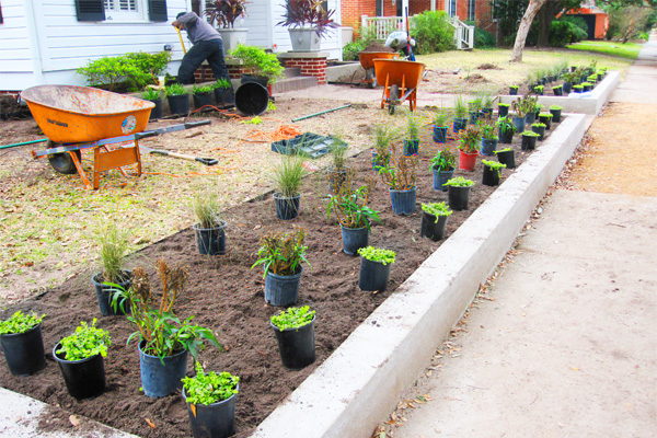 Landscapers planting in a front yard