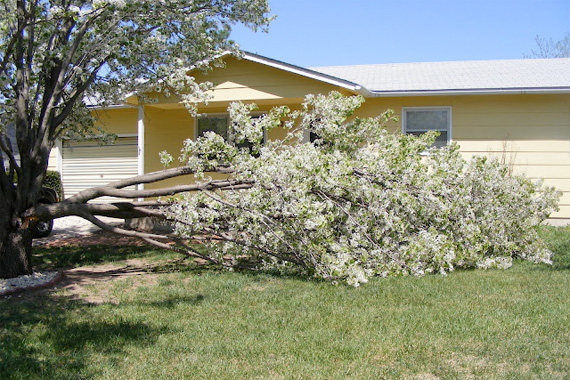 11-trees-you-should-never-plant-in-your-yard-century-21-birchwood