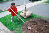 A young boy helping to plant a tree