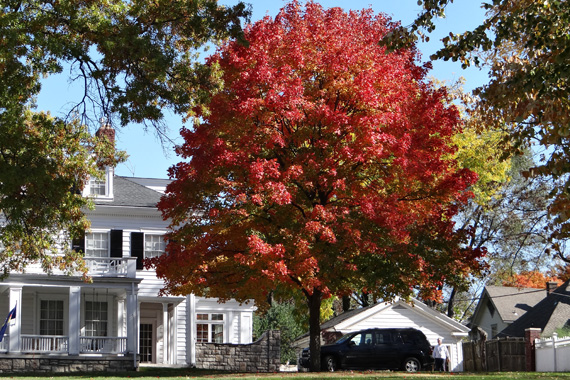 Image: Ann Ellis Sugar Maple Smoke Tree Saucer Magnolia Colorado Blue 