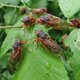An infestation of periodical cicadas