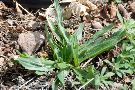 Buckthorn Plantain | Common Weeds