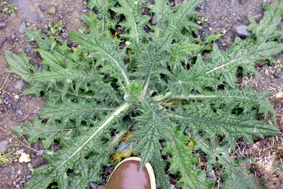 Prickly Lettuce | Common Weeds