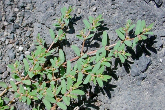 Spurge | Common Weeds