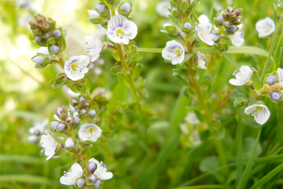 Thyme Leafed Speedwell | Common Weeds