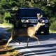 Deer crossing road with car