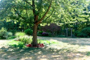 A drought-ridden lawn with watered flowers and a tree