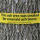 A tree that has been treated for emerald ash borer