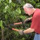 Homeowner pruning shrubs