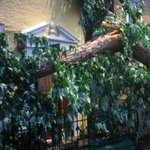 fallen-tree-front-yellow-colonial-house Fallen tree in front of yellow Colonial-style house