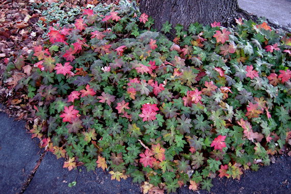 Flowering Shade Plants