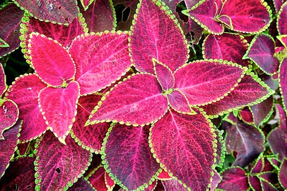  - flowering-shade-plants-coleus_3edc99817997fb7e54a437454f6144e0_3x2_jpg_570x380_q85