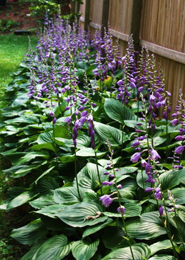  - flowering-shade-plants-hosta_fd8a19f6dca44d6b7ed9b80e17418397_3x2_jpg_570x380_q85