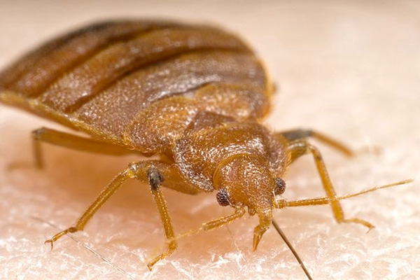 How Do You Get Bed Bugs in Your Bed? | Century 21 Birchwood - List ...