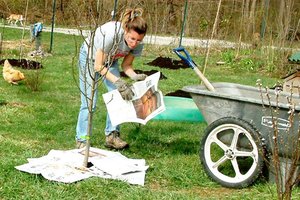 Newspaper used as mulch in the garden