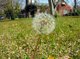 Dandelion growing in grass