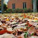 Fallen leaves on the lawn of a home