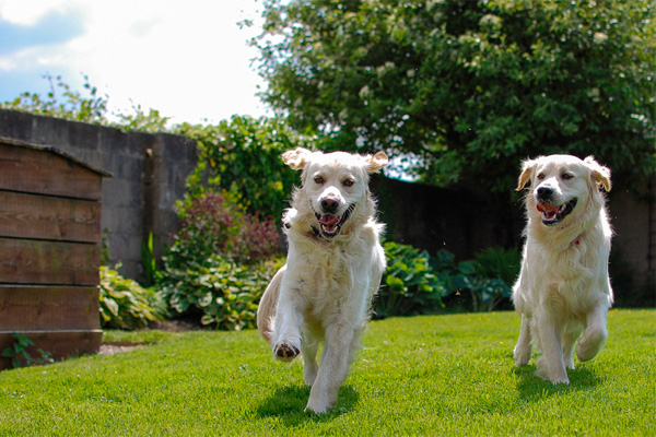 Two dogs playing in a home's back yard