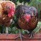 Lead has been found in eggs from urban chickens