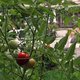 Tomato plants in front yard of city home