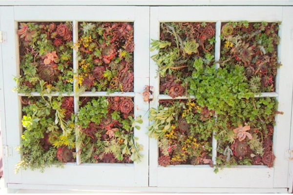 Succulent garden built in an old window frame