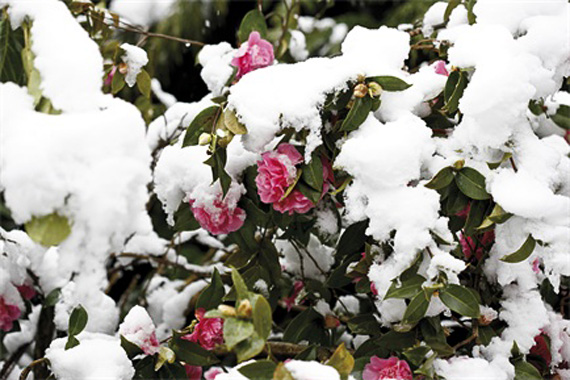 Camellia Japonica | Winter Garden Plants