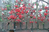 Flowering quince (Chaenomeles)