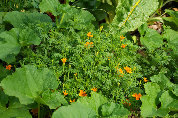 Cantaloupe and marigolds