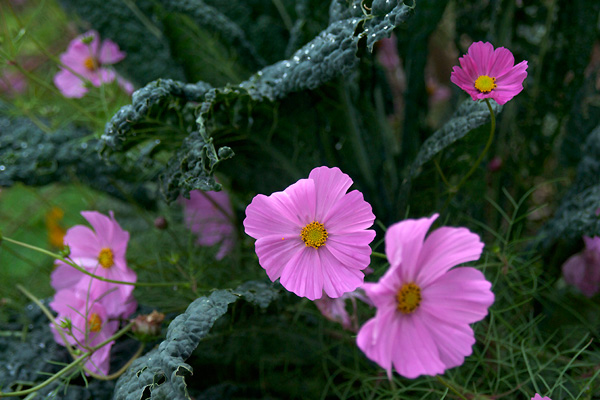 Kale and cosmos