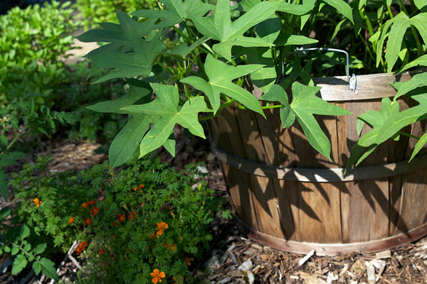 Potatoes and marigolds